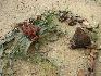 11   weiblich welwitschia.jpg